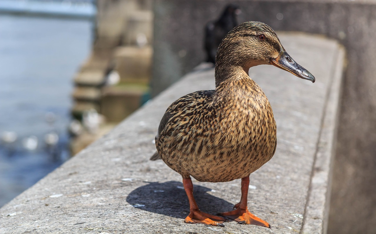 mallard duck female london thames free photo