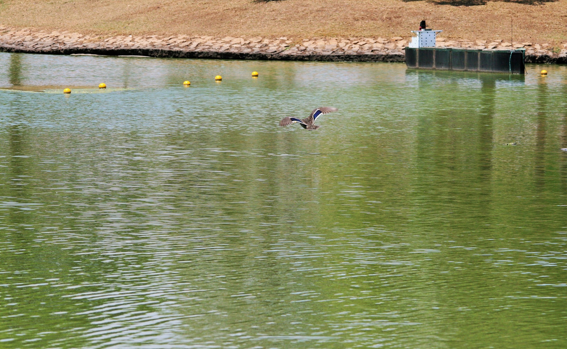 fowl duck flying free photo