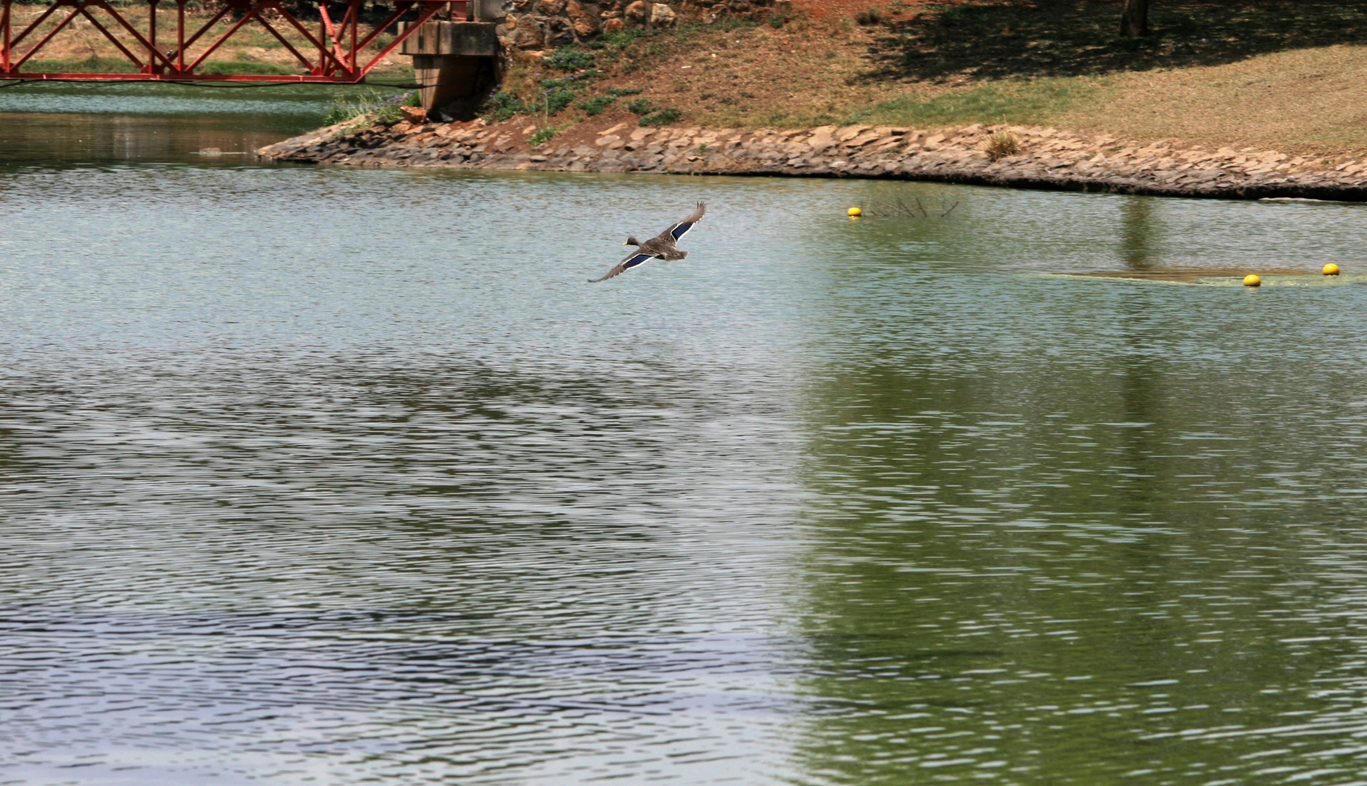 fowl duck flying free photo
