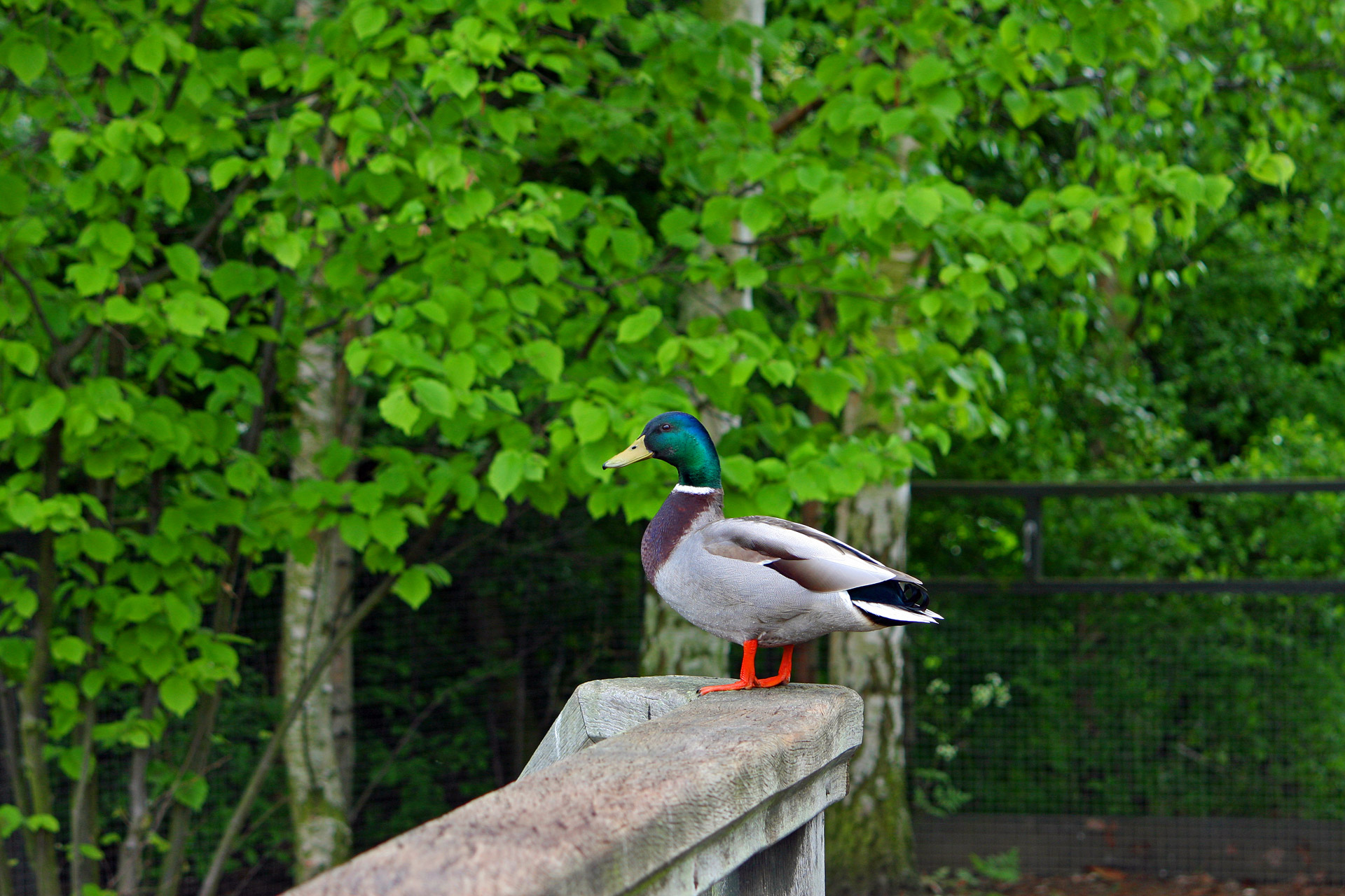 mallard duck duck male free photo