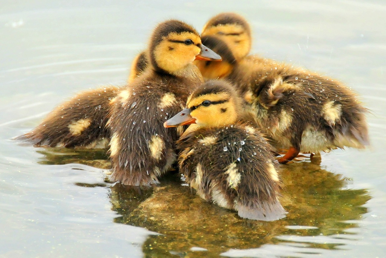 mallard ducklings ducks birds free photo