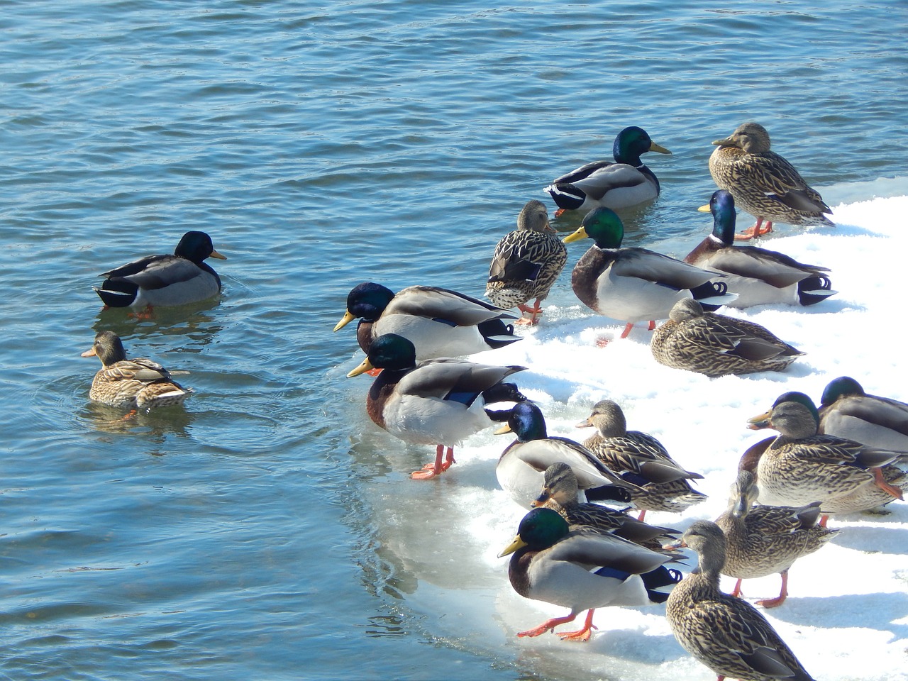 mallard ducks nature wildlife free photo