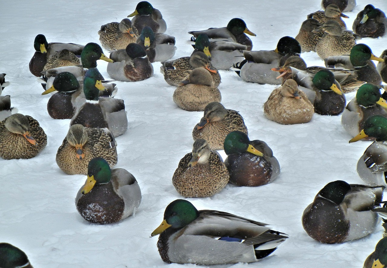 mallard ducks nature birds free photo