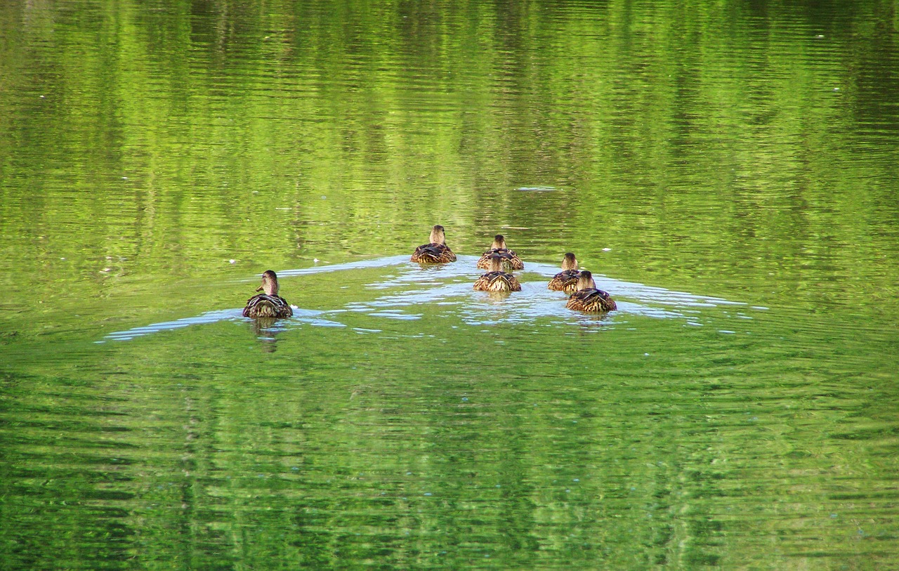 mallard ducks mallard waterfowl free photo