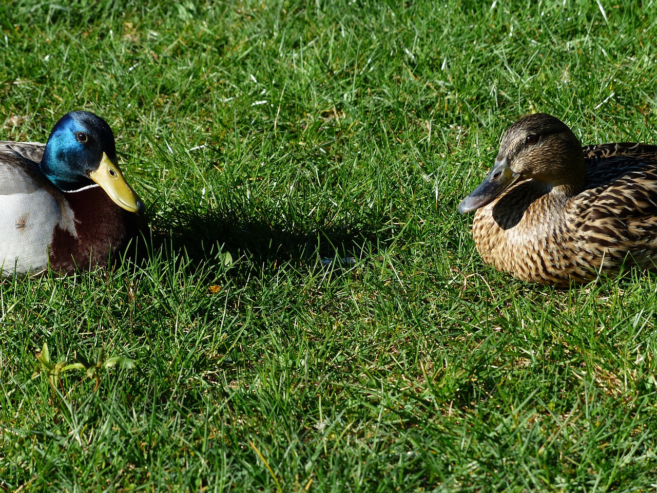 mallard pair stock duck couple pair free photo