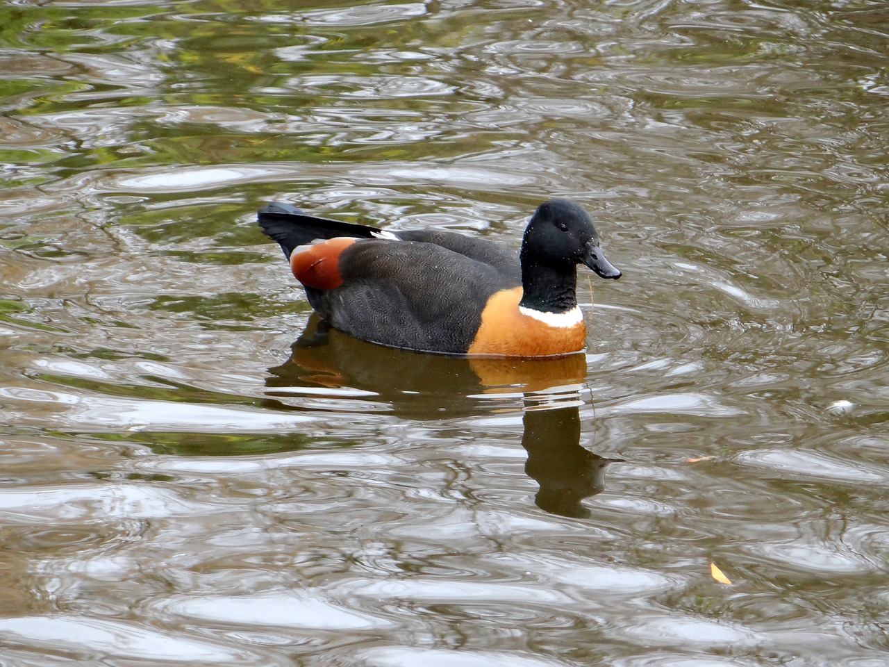 mallard paradise new zealand endemic species free photo