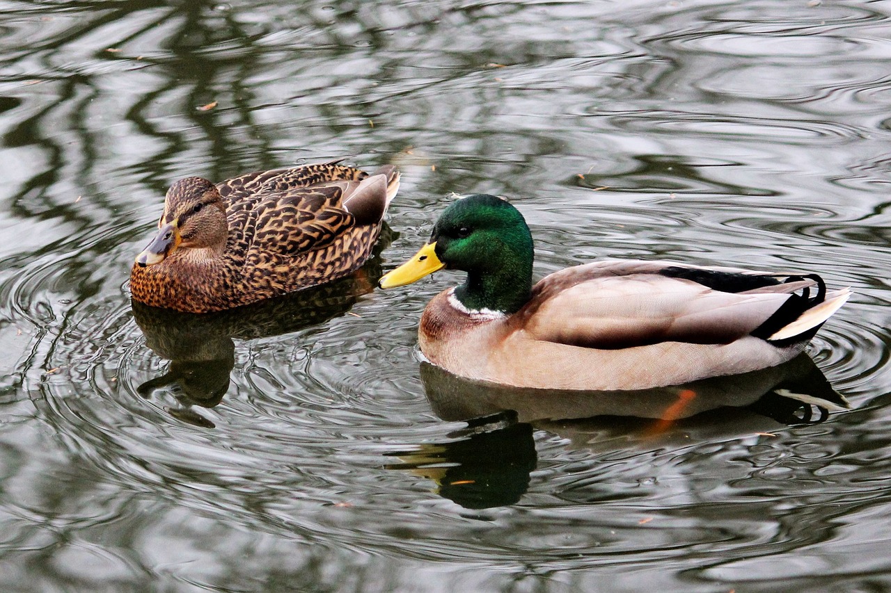 mallards water nature free photo