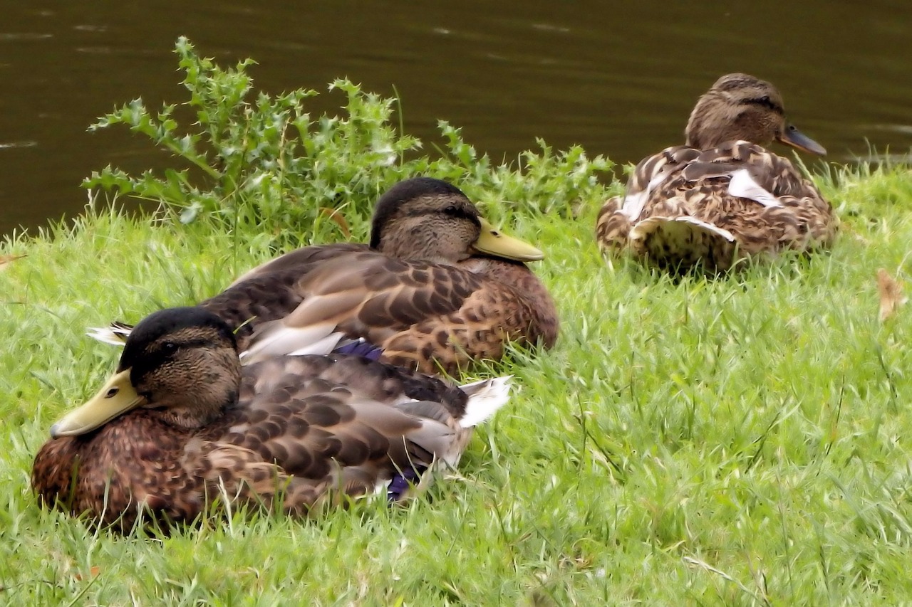 mallards ducks meadow free photo