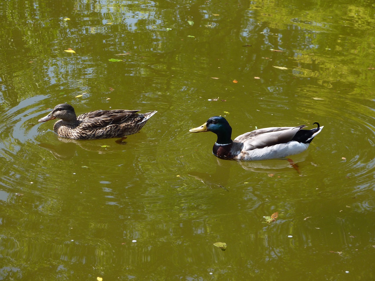 mallards nature couple free photo