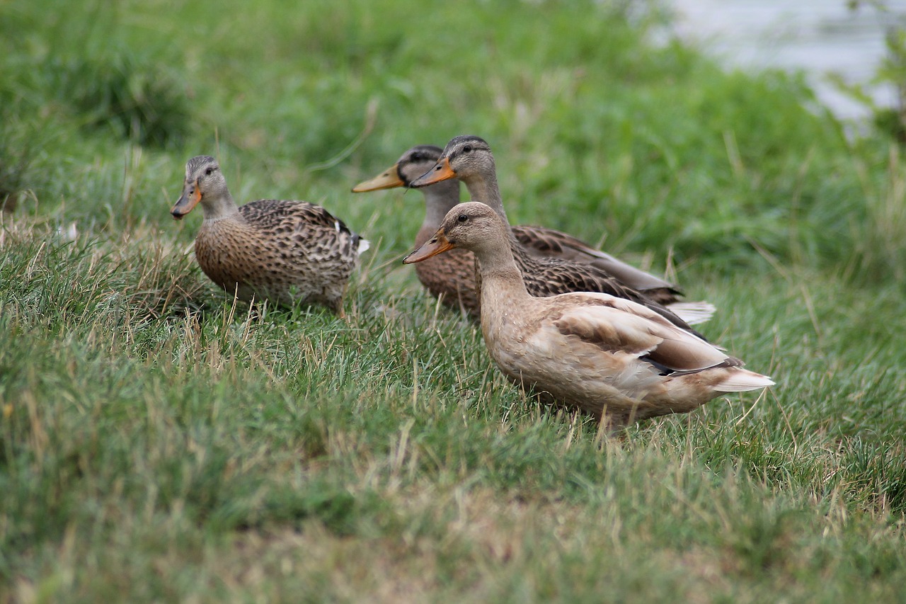 mallards duck females waterfowl free photo