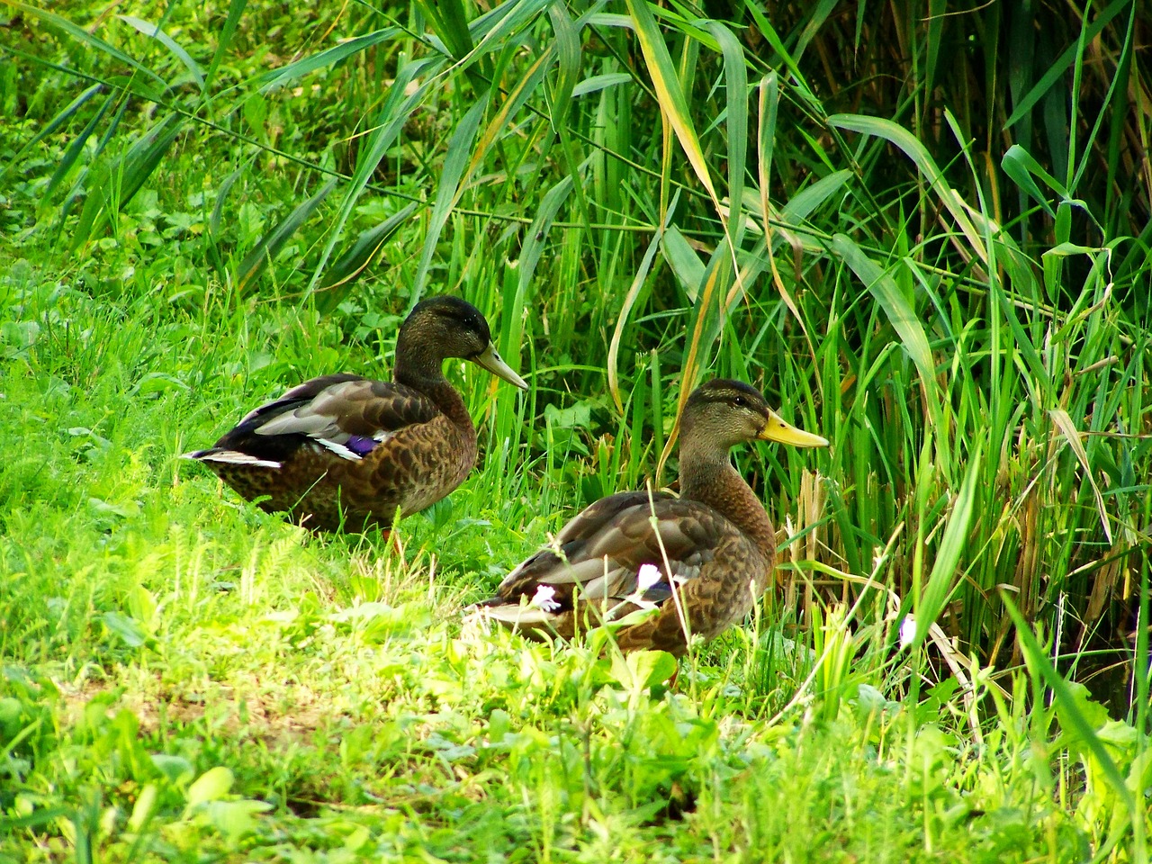 mallards mallard ducks water bird free photo