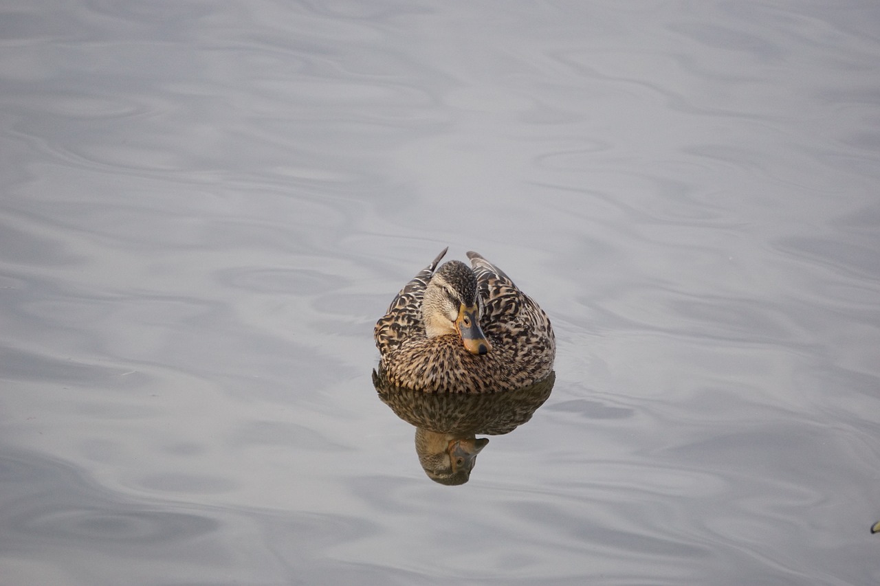 mallards duck waterfowl free photo
