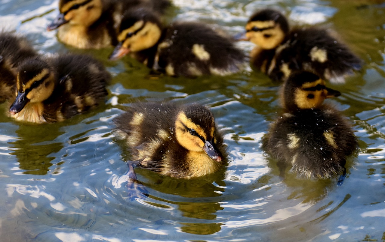 mallards chicks baby free photo