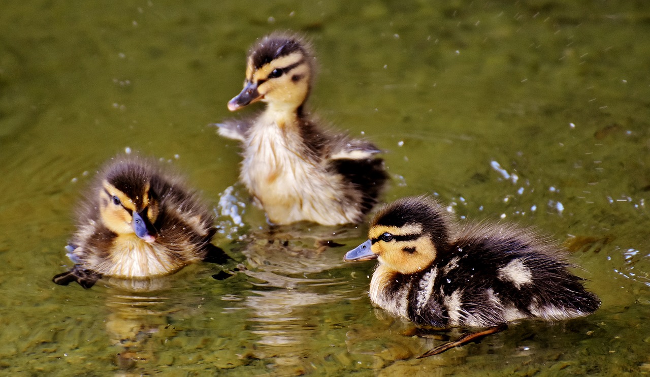 mallards chicks baby free photo