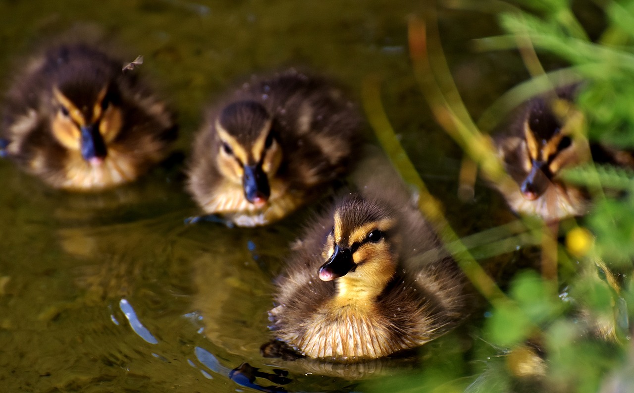 mallards chicks baby free photo