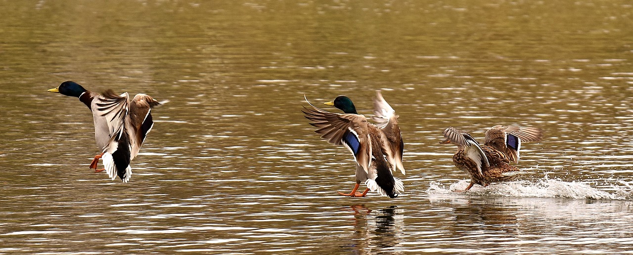 mallards waterfowl duck bird free photo