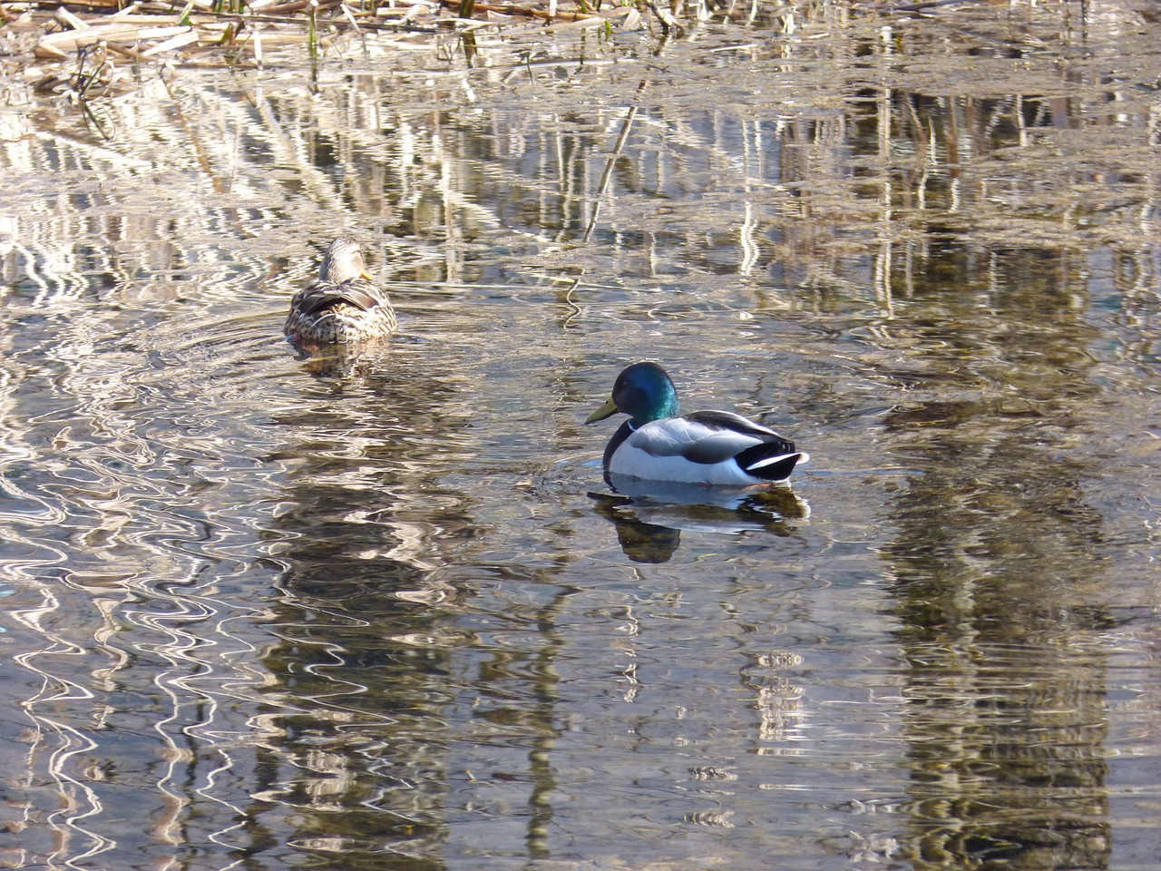 mallards ducks water free photo