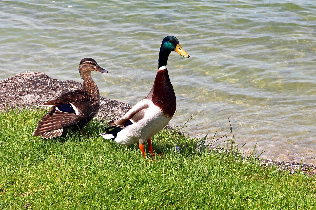 mallards pair duck free photo