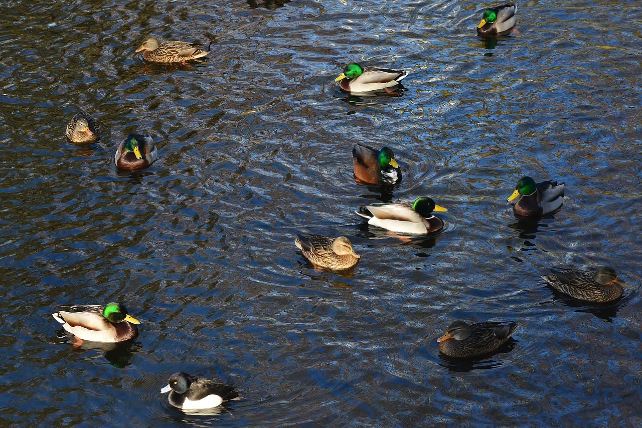 mallards  pond  water bird free photo