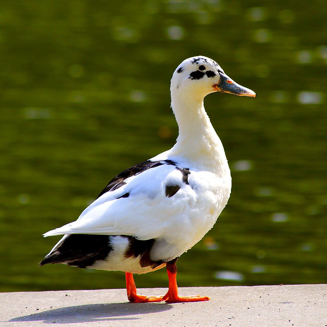 mallards mongrel bill lake free photo