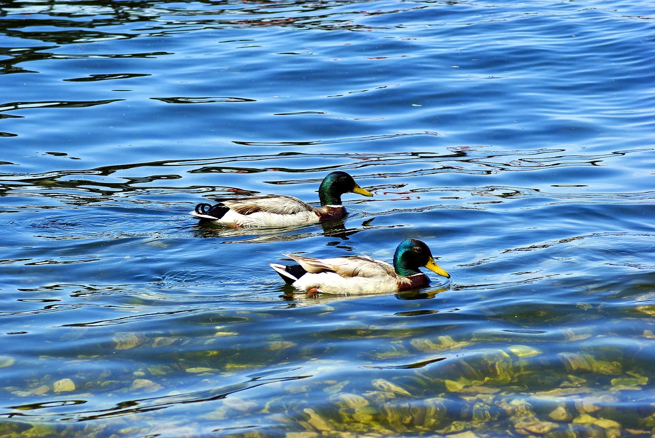 mallards on lake mendota  ducks  mallard free photo
