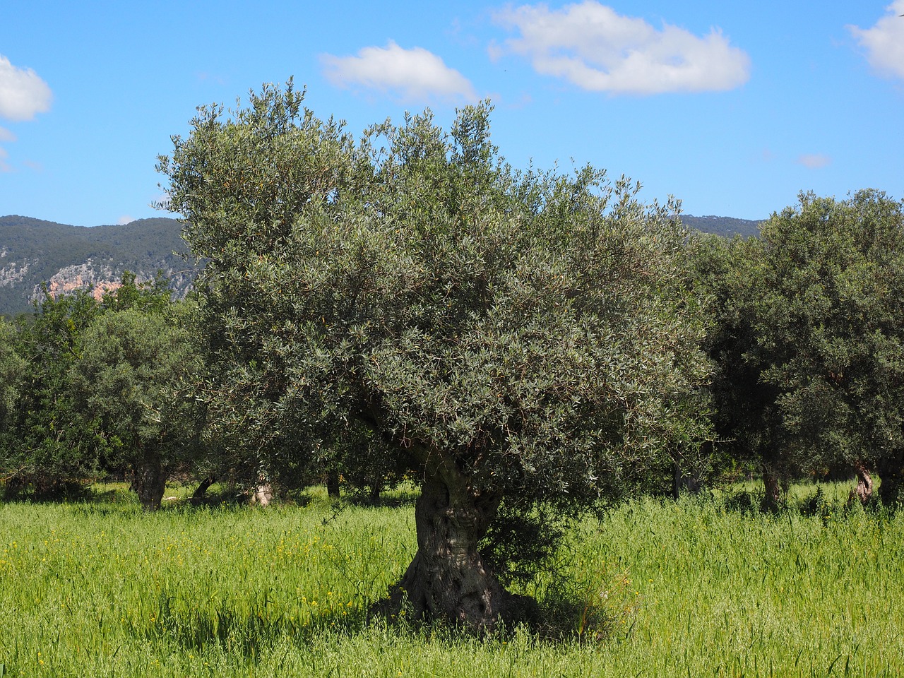 mallorca olive tree olive plantation free photo