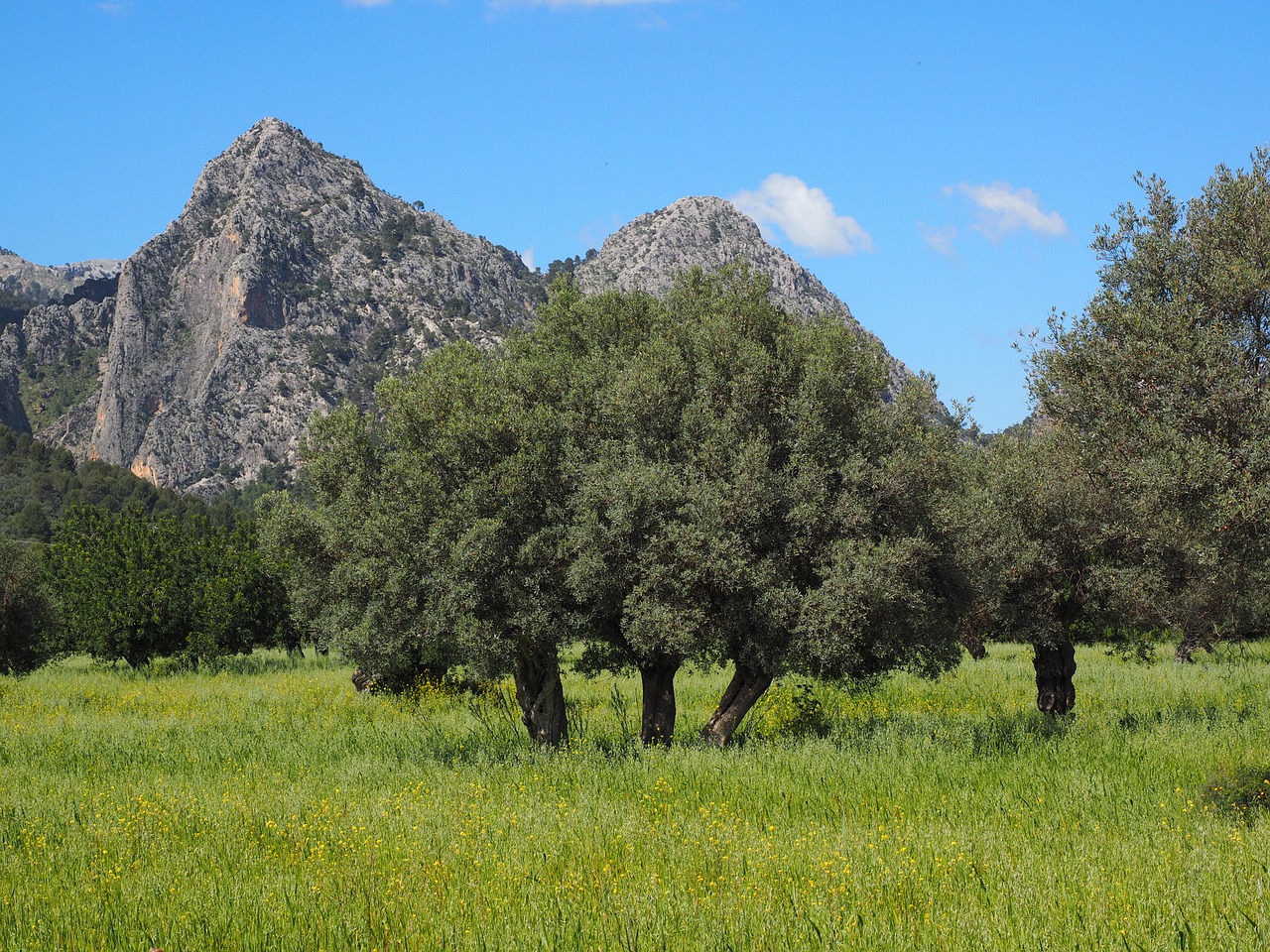 mallorca olive tree olive plantation free photo