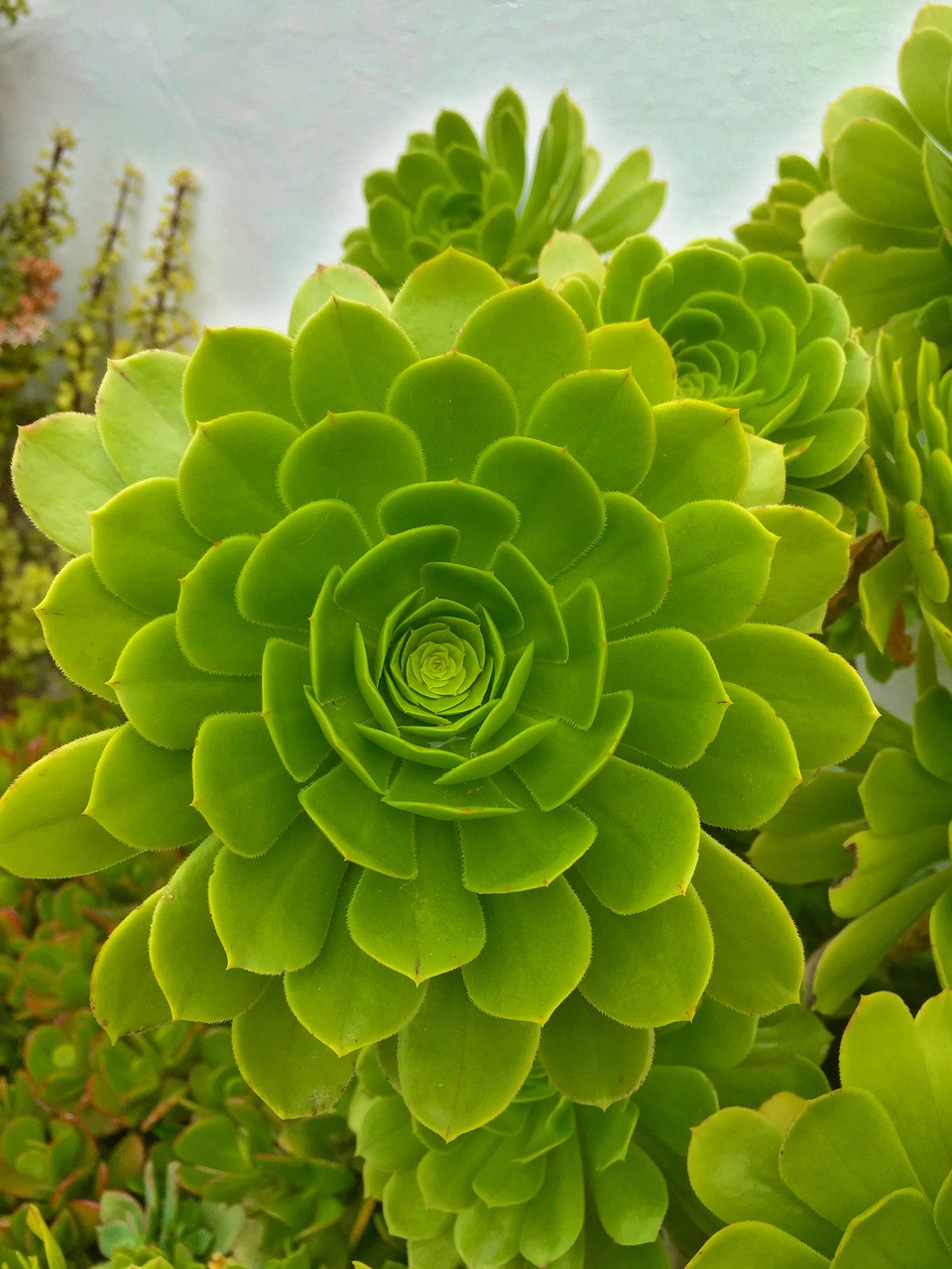 mallorca flower green free photo