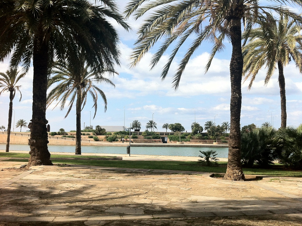 mallorca spain palm trees free photo