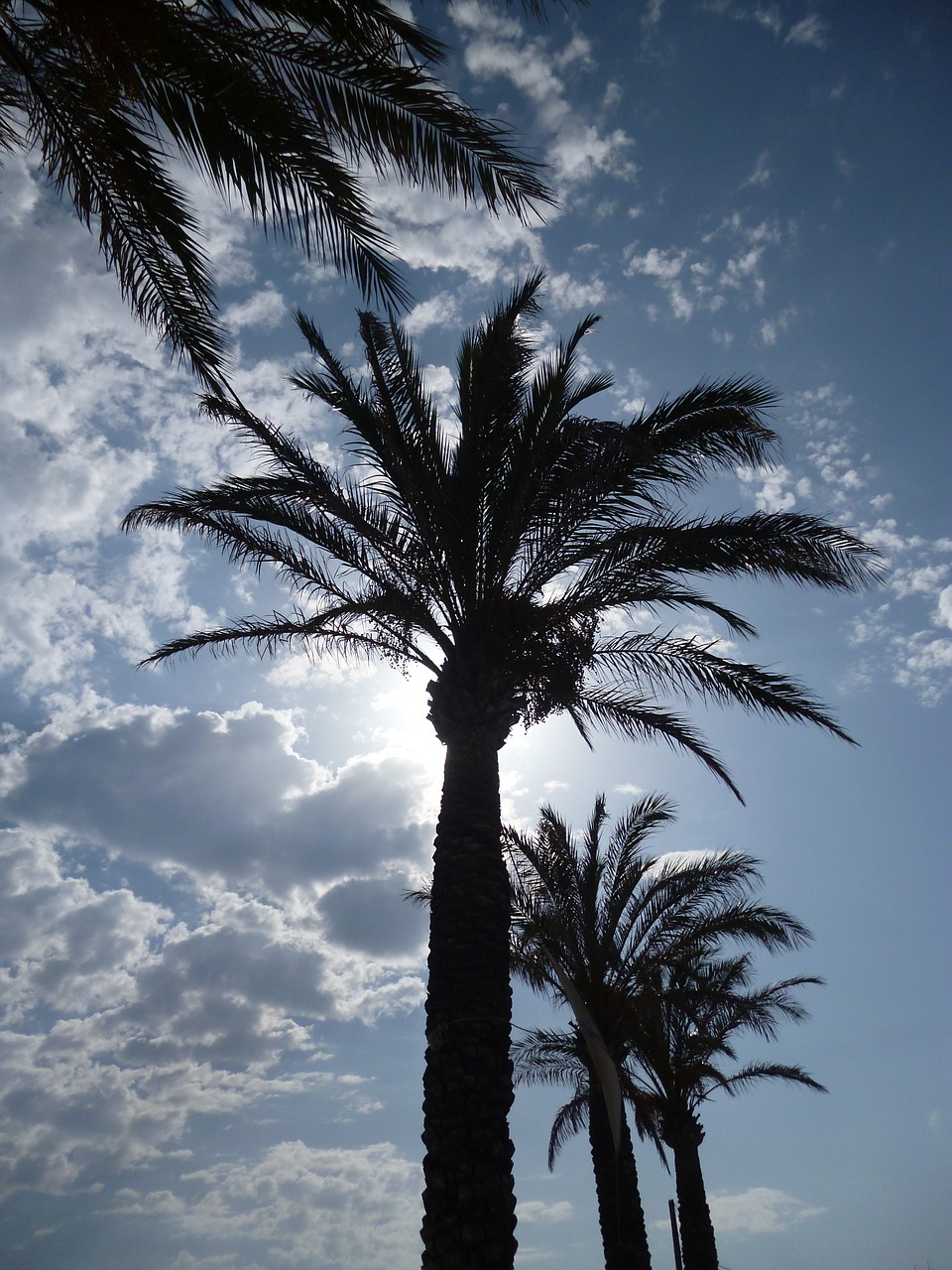 mallorca palm trees sun free photo