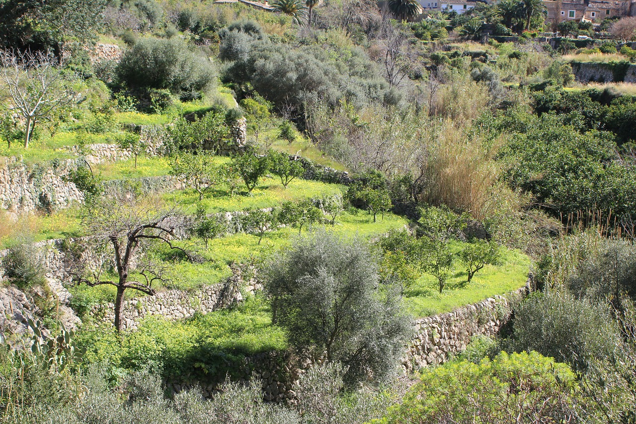 mallorca olive grove olive trees free photo