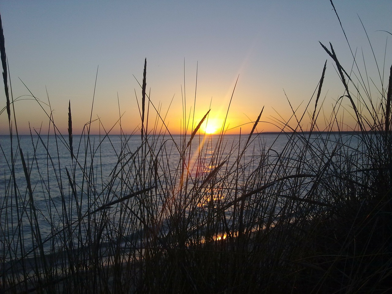 mallorca grasses it trenc free photo