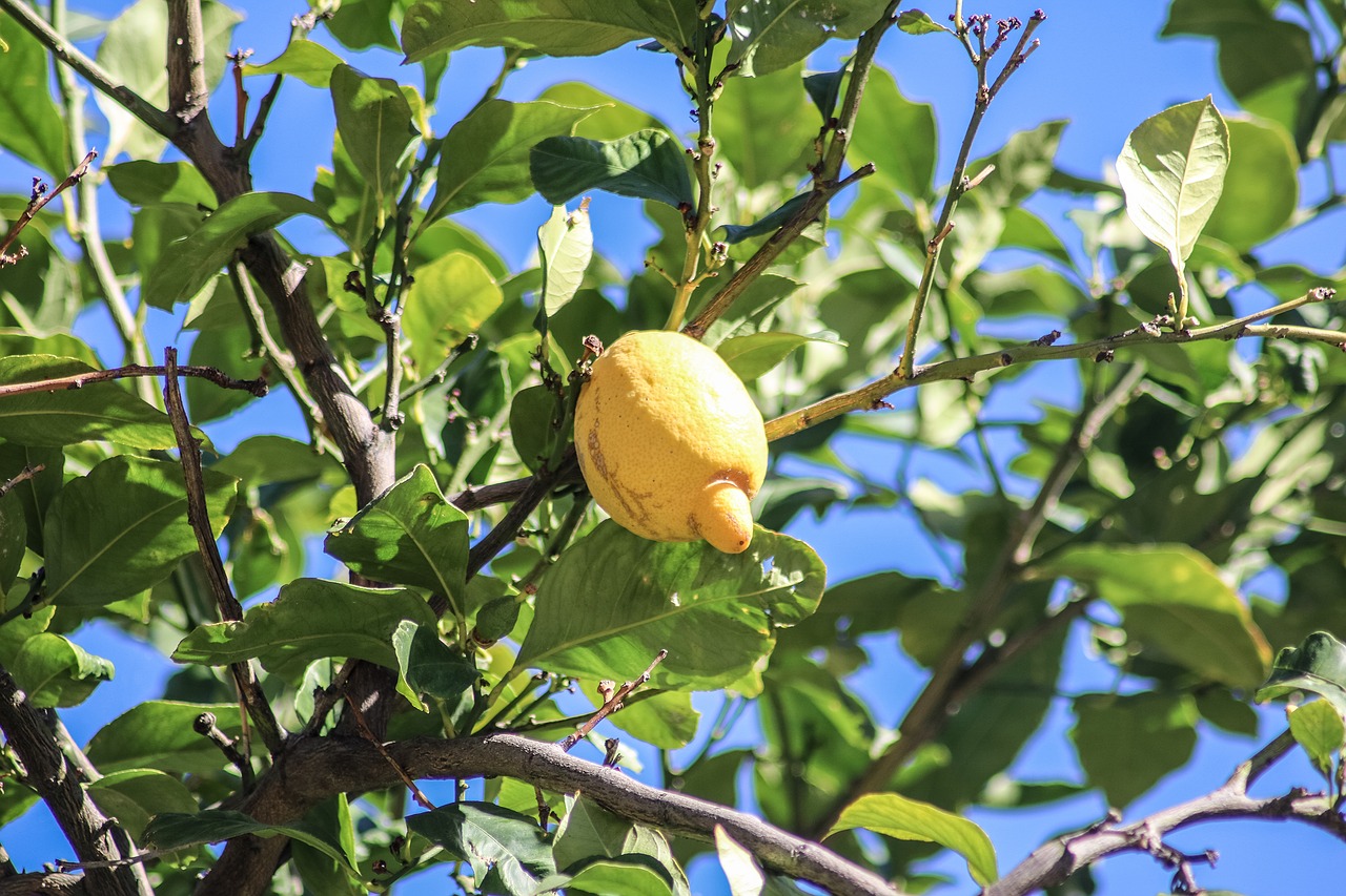 mallorca lemon lemon tree free photo