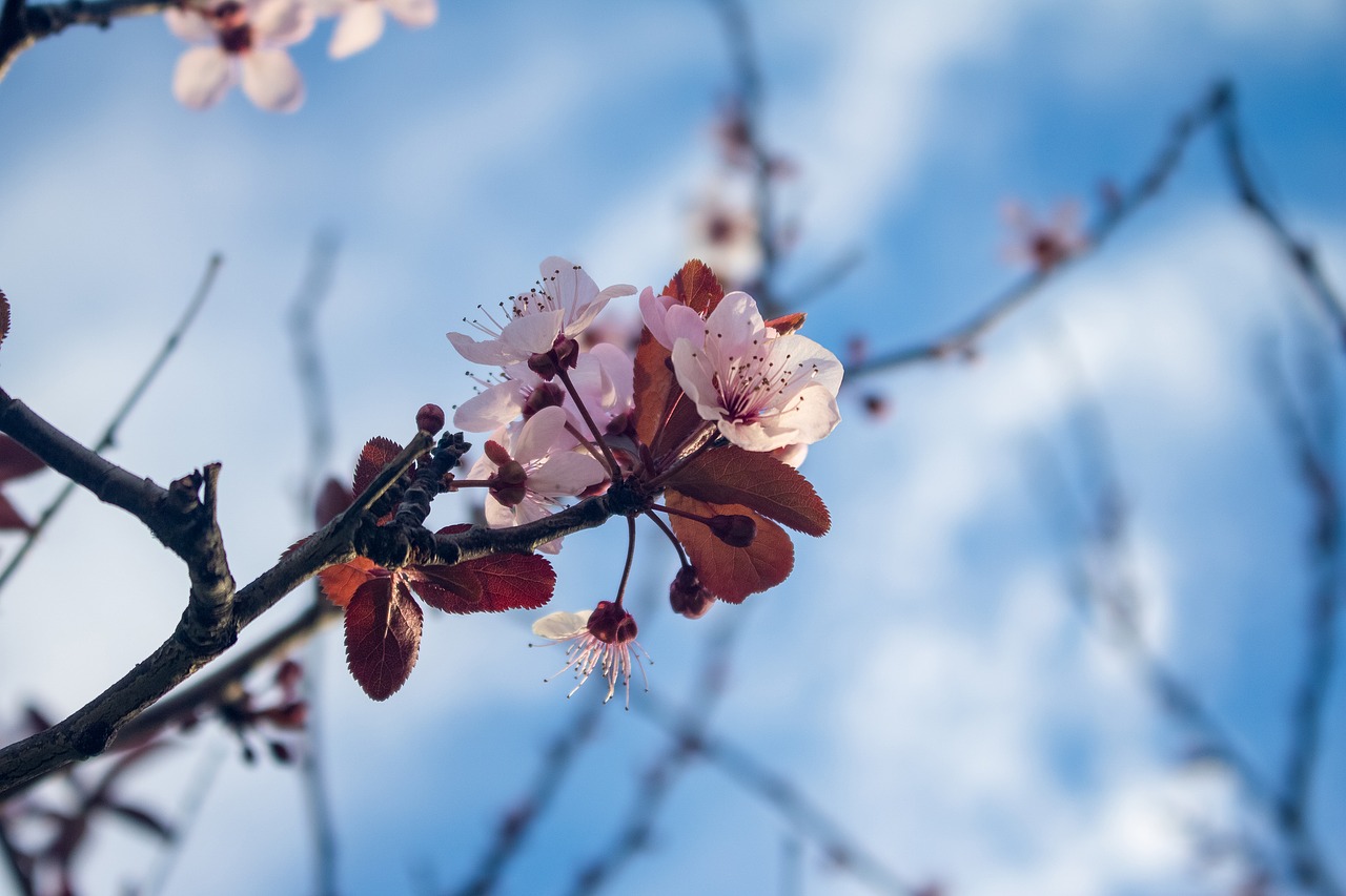 mallorca blossom bloom free photo