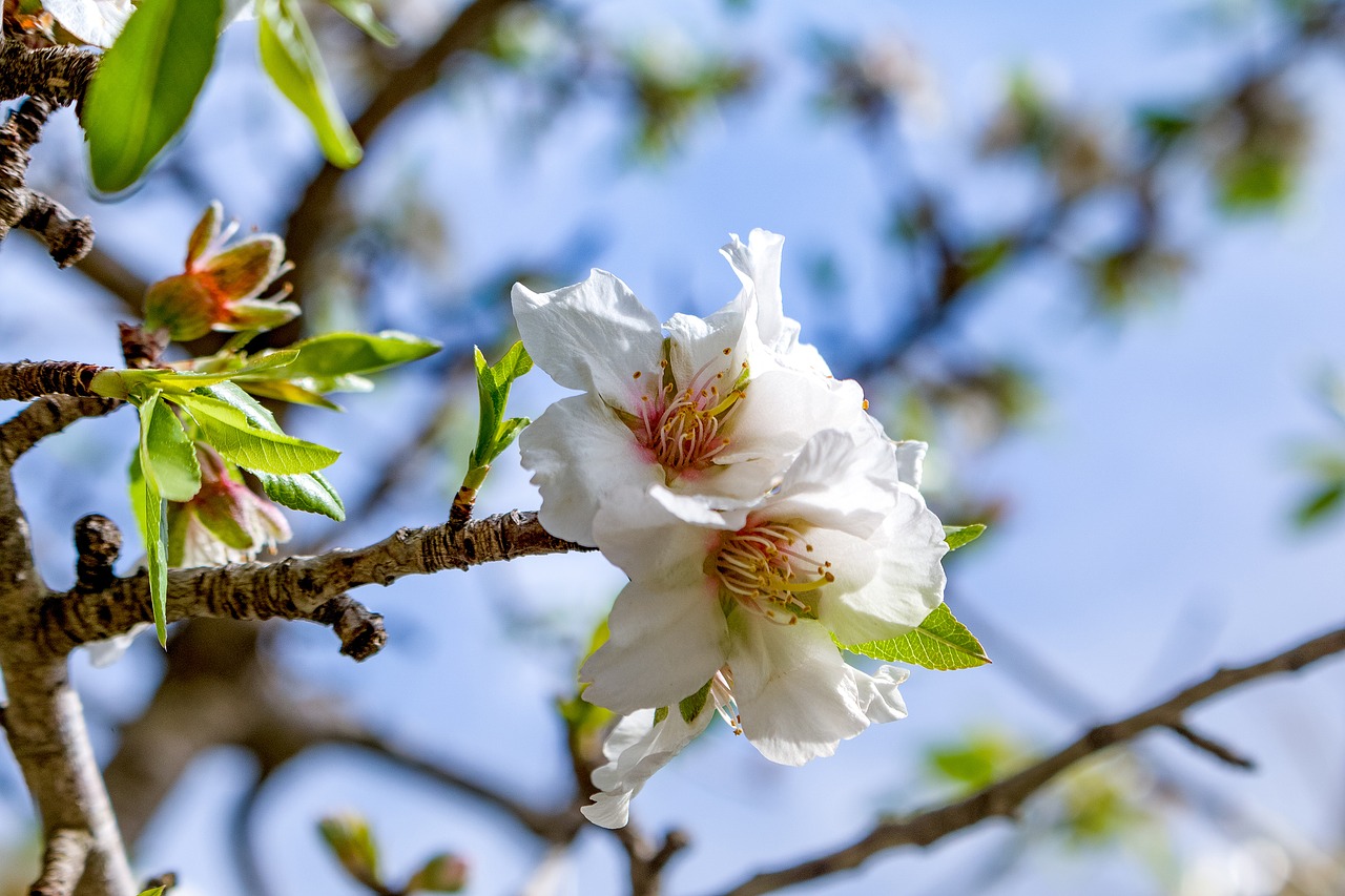 mallorca blossom bloom free photo