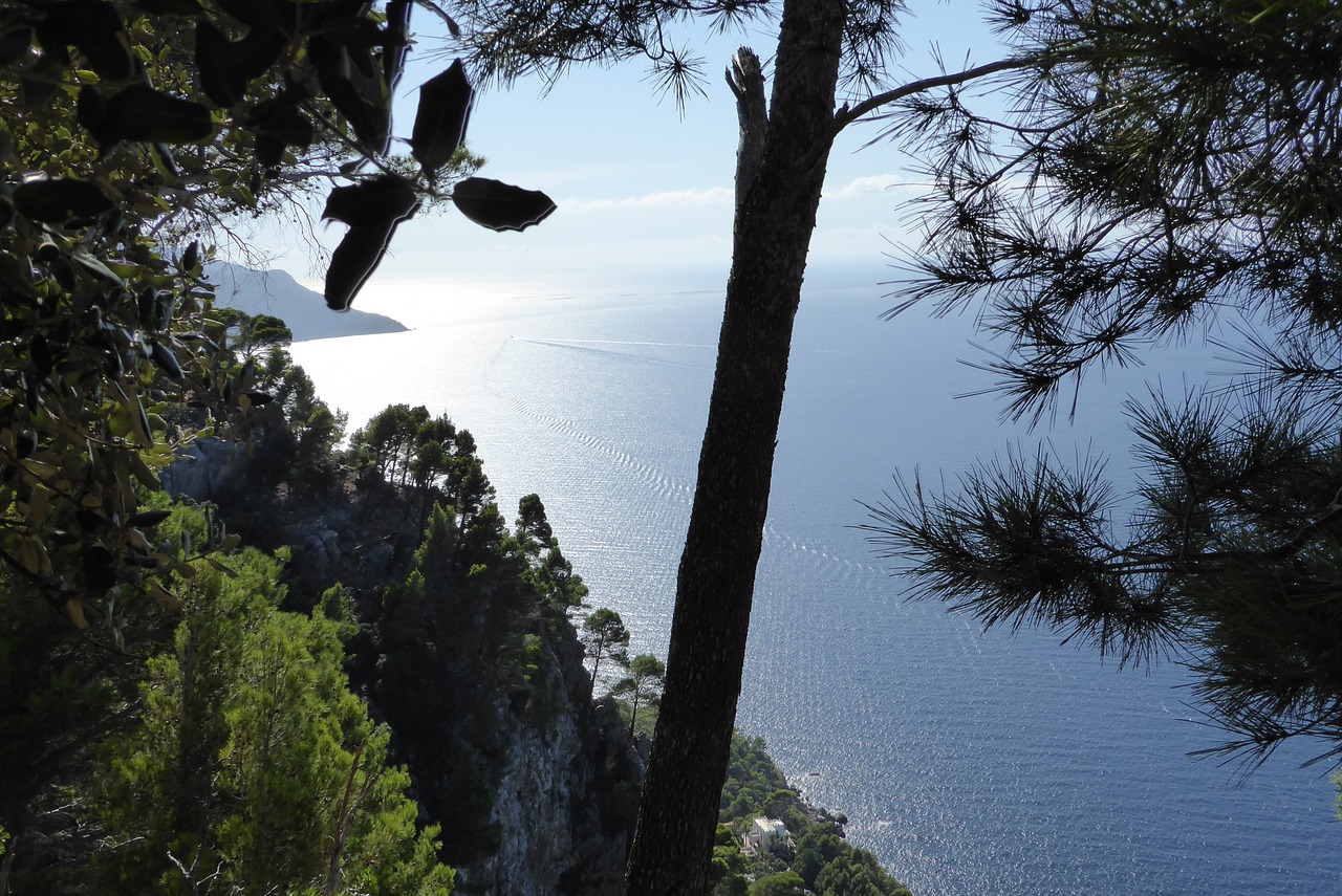 mallorca  tree  nature free photo