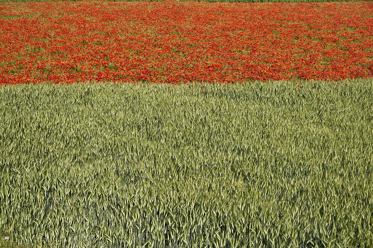 mallorca  nature  field of poppies free photo