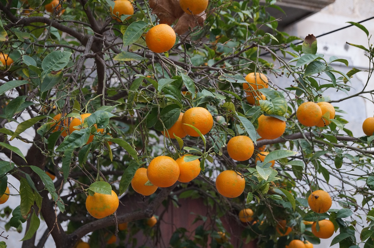 mallorca fruit oranges free photo