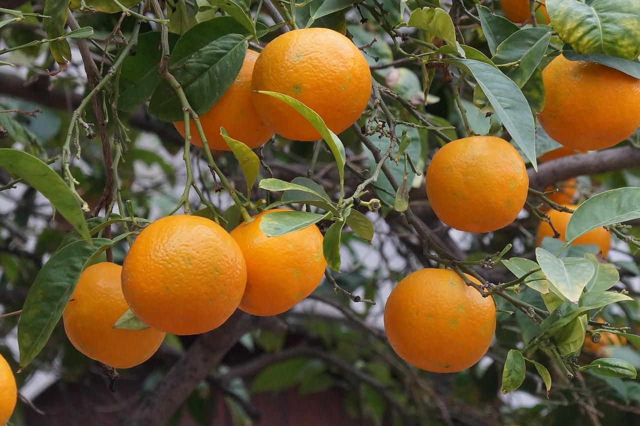 mallorca fruit oranges free photo
