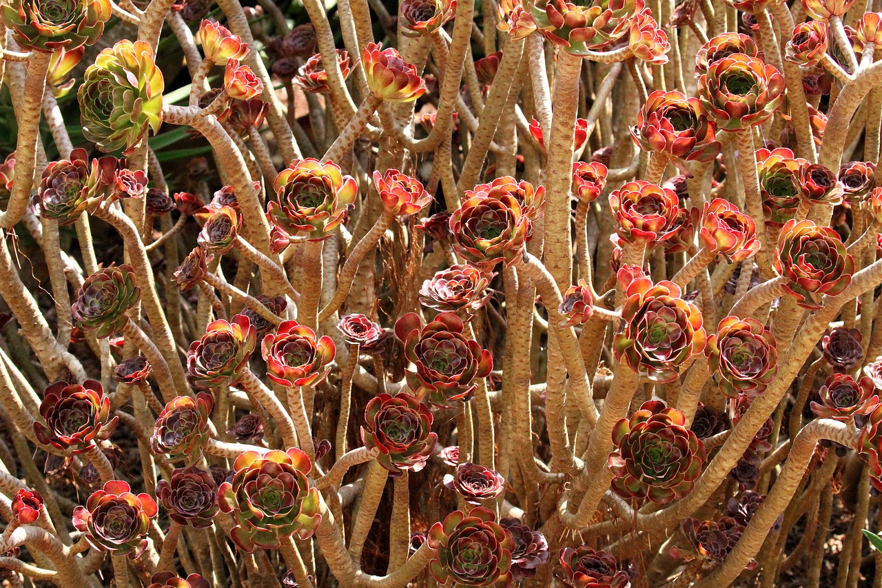 mallorca spain succulent florette free photo