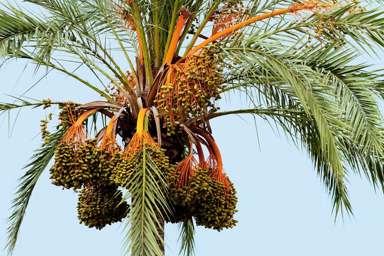 mallorca spain palm fruit free photo
