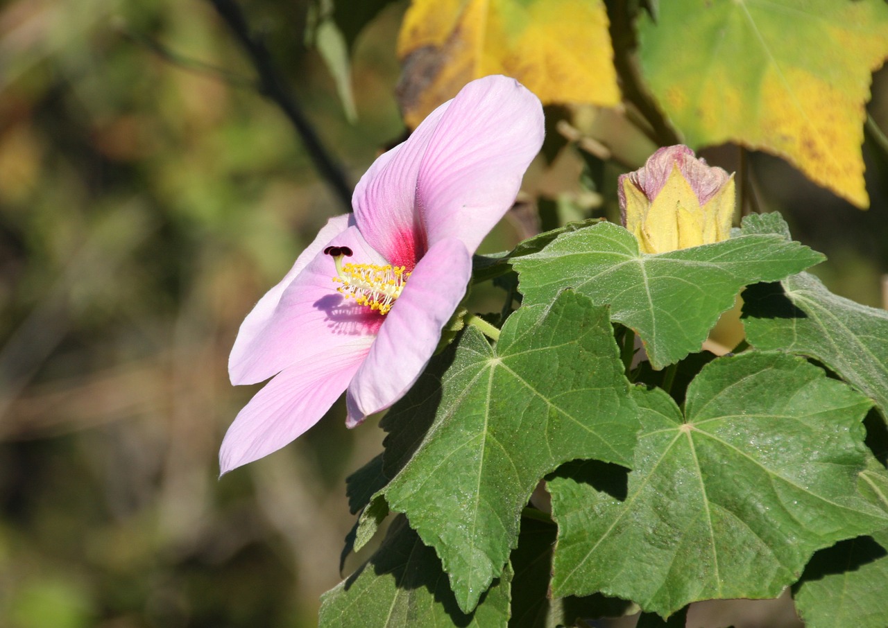 mallow flower blossom free photo