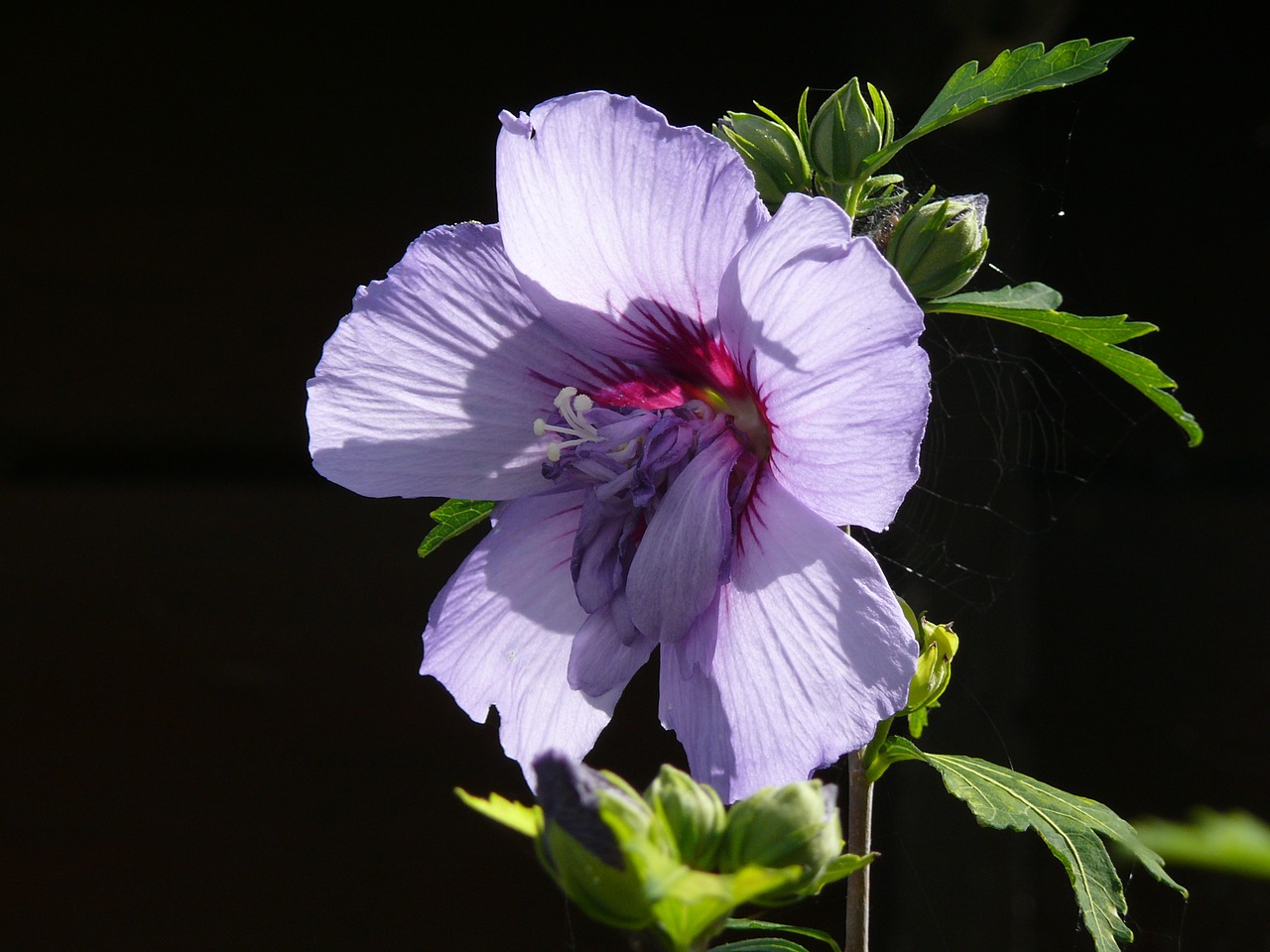 mallow purple violet free photo