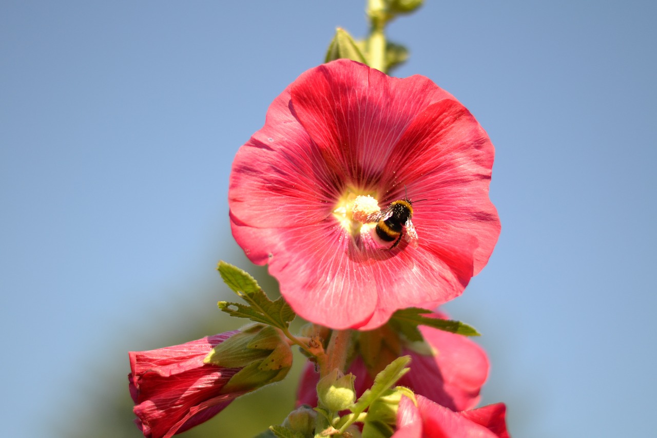 mallow bee natural h free photo