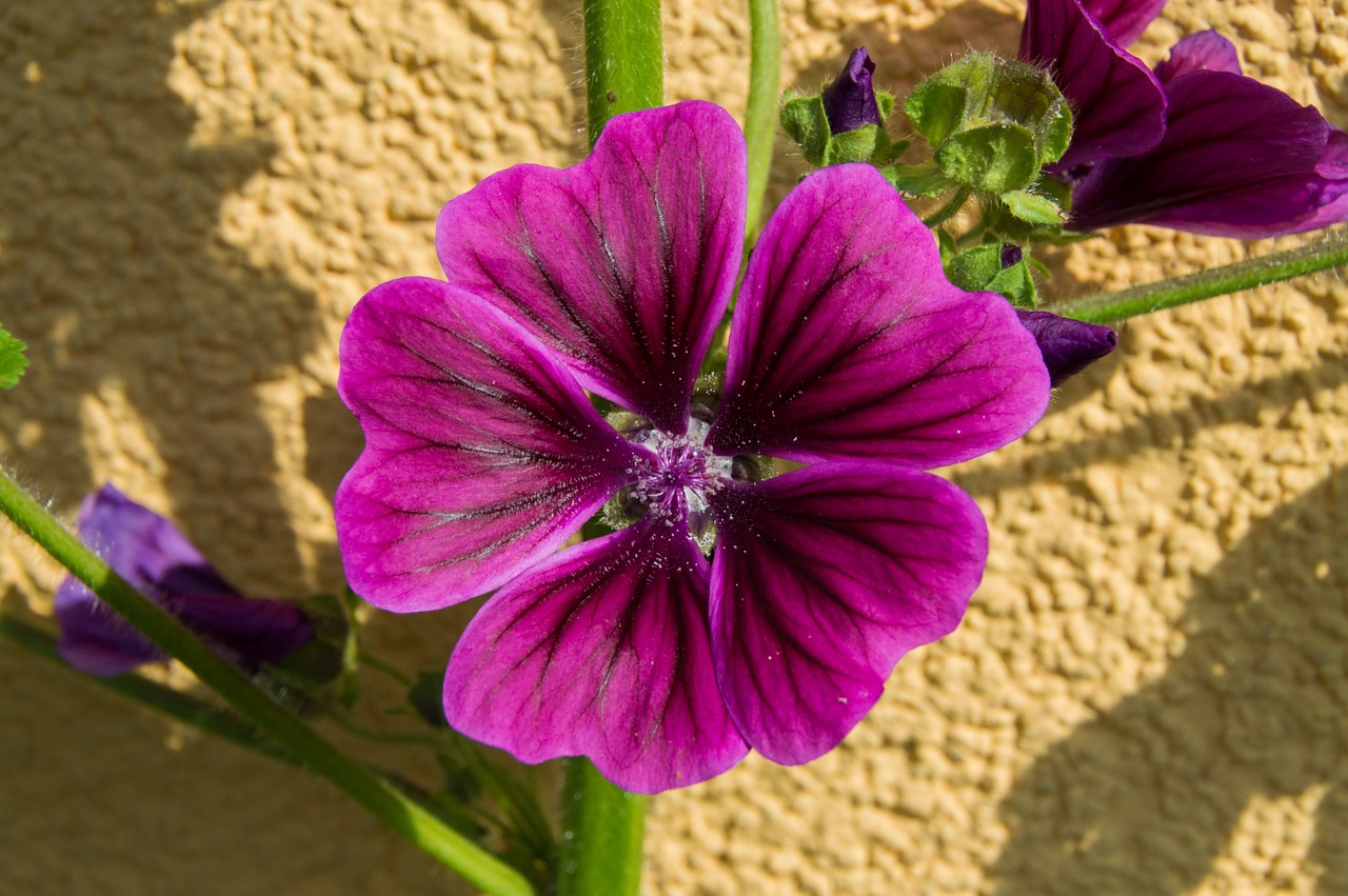 mallow blossom bloom free photo