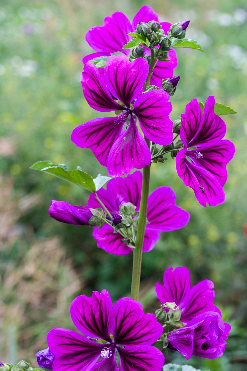 mallow wild mallow violet free photo