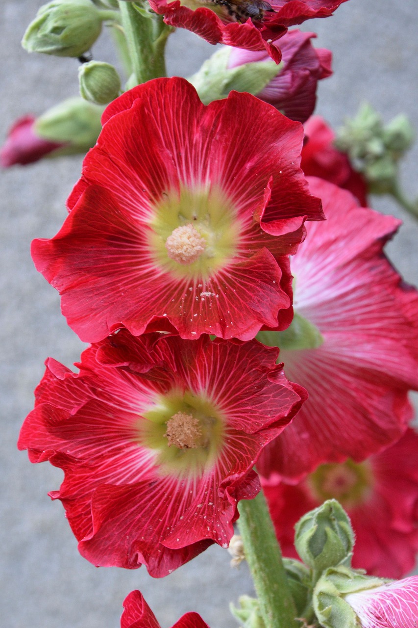 mallow stock rose red free photo