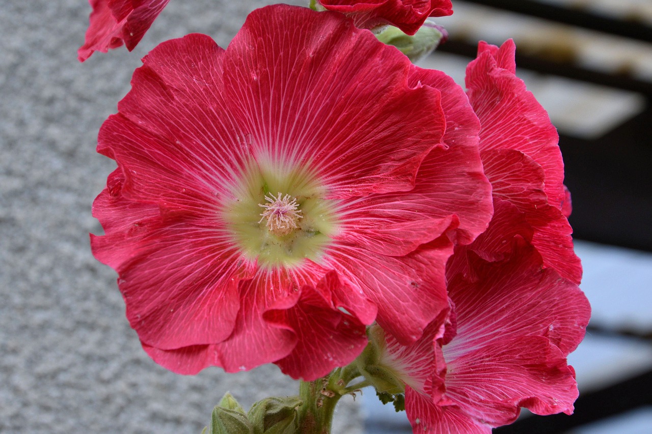 mallow hollyhock flower stock rose free photo