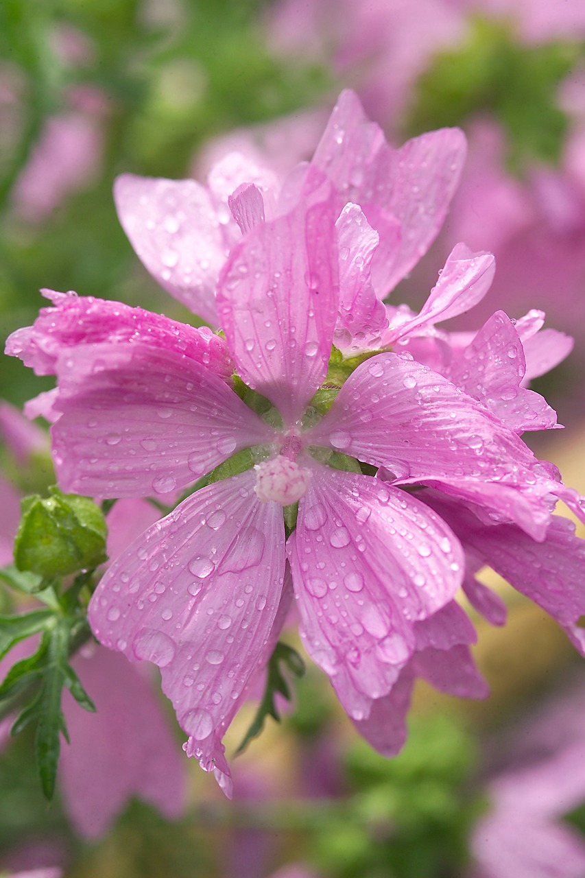 mallow pink mallow pink flower free photo