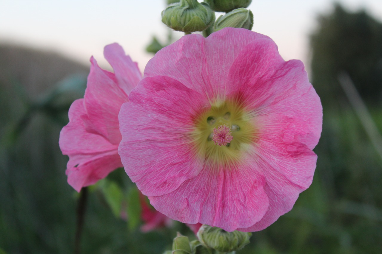 mallow blossom bloom free photo